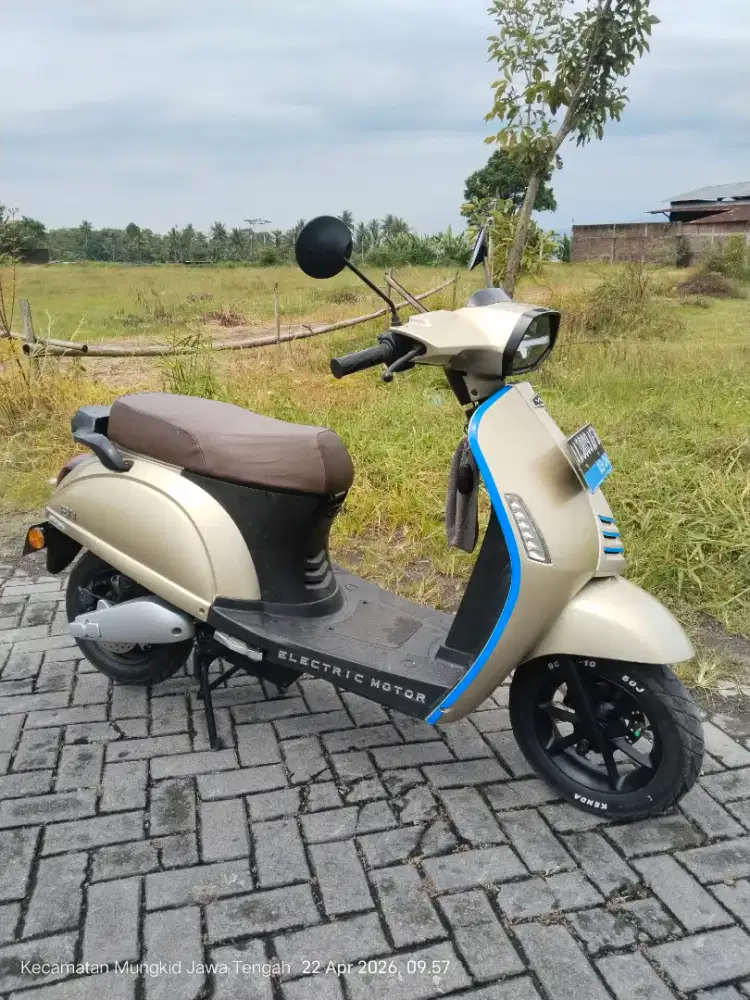 Molis vespa EV1