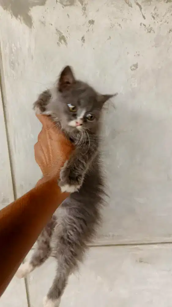 Kucing lucu long hair