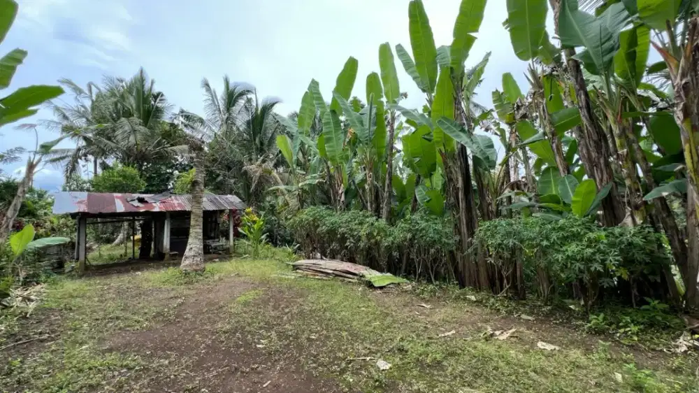 Dijual Tanah Kebun Manggis Dekat Wisata Air Panas Penebel Tabanan Bali