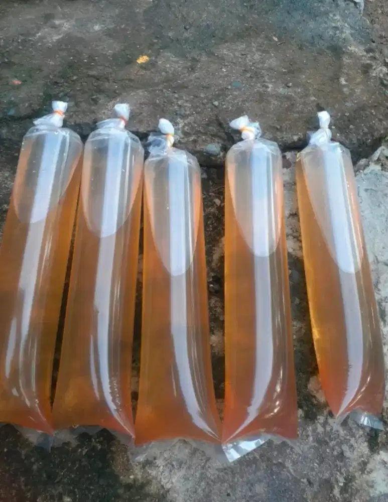 KUTIR (makanan ikan)