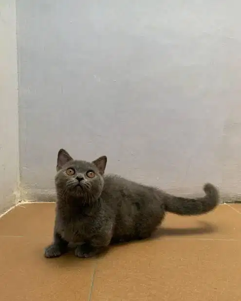 Kucing BSH X muchkin jantan