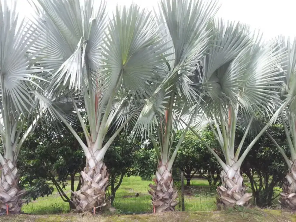 Pohon palem bismarkia pohon palem sikas dll