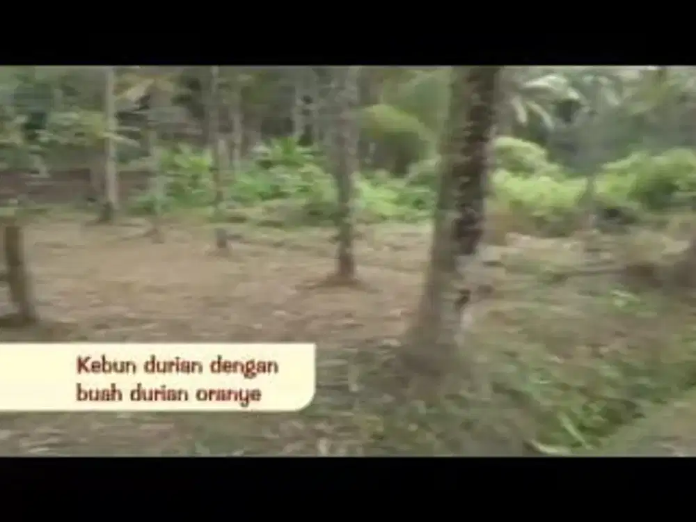 DIJUAL TANAH PERTANIAN DAN SAWAH DENGAN TANAMAN PADI PRODUKTIF ADA KEBUN DURIAN ORANGE DI CARITA BANTEN