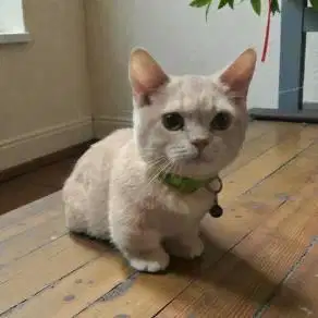 Kucing Muchkin  BSH betina gold