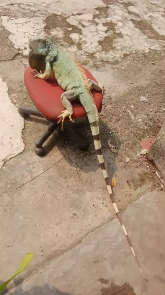Iguana jumbo green