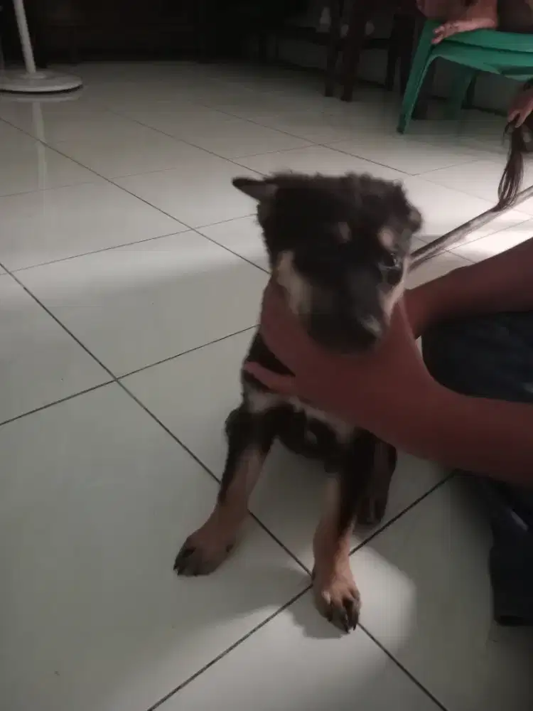 Anjing kampung cantik