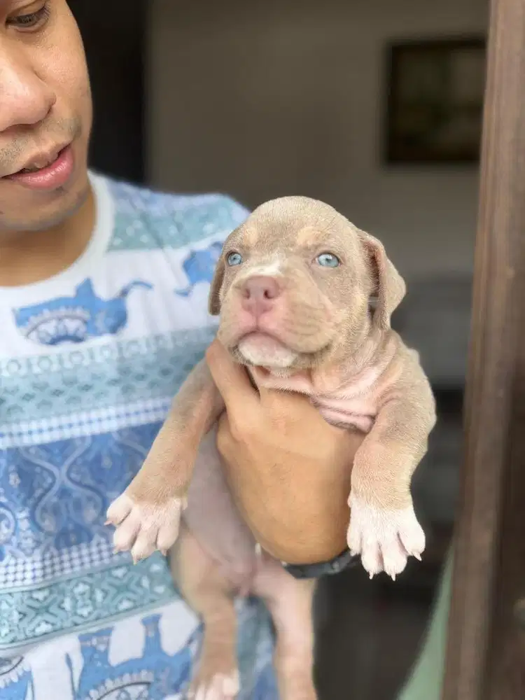 AMERICAN BULLY (JANTAN)