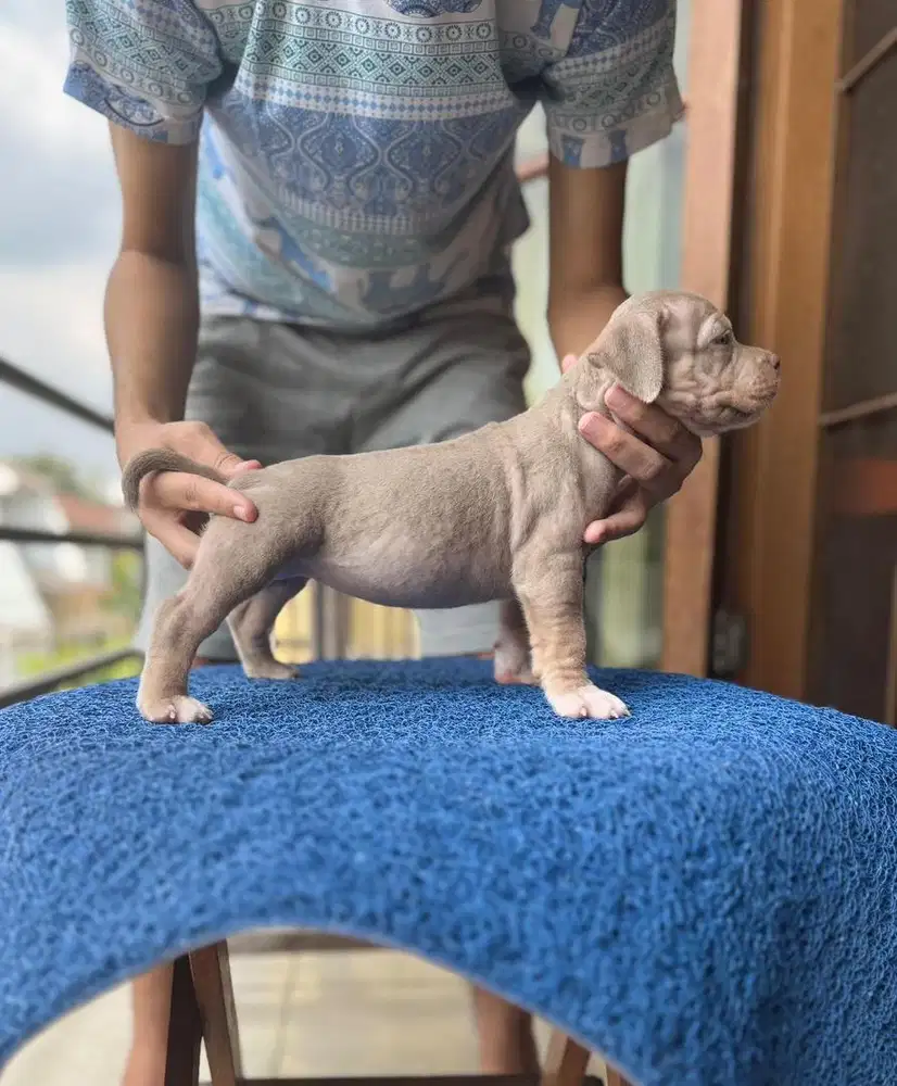 AMERICAN BULLY (BETINA)