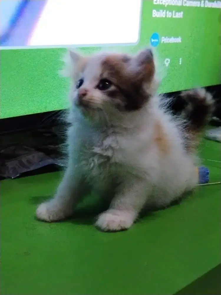 Kucing kitten Persia medium