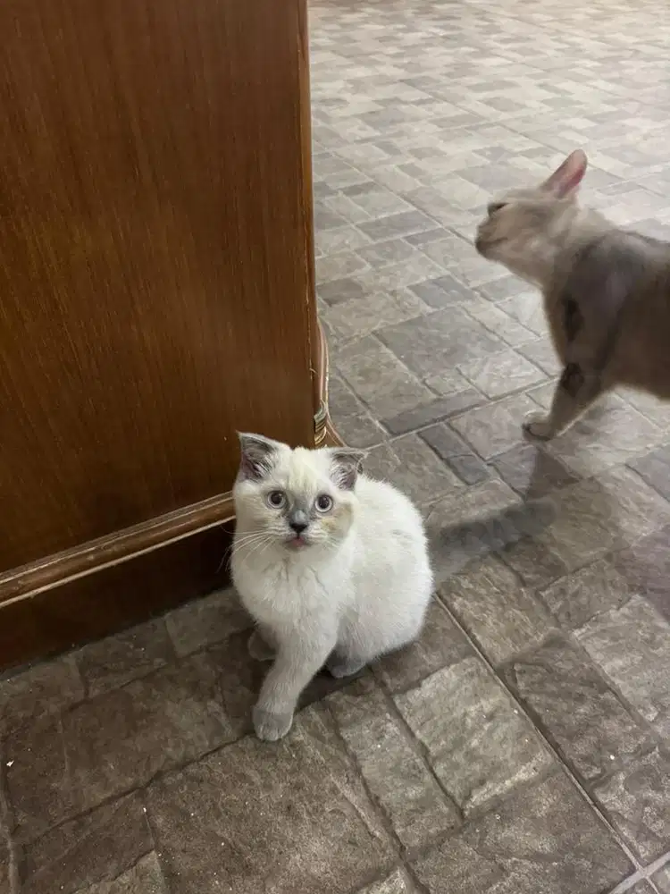 Open adopt BSH kitten usia 3,5 bulan