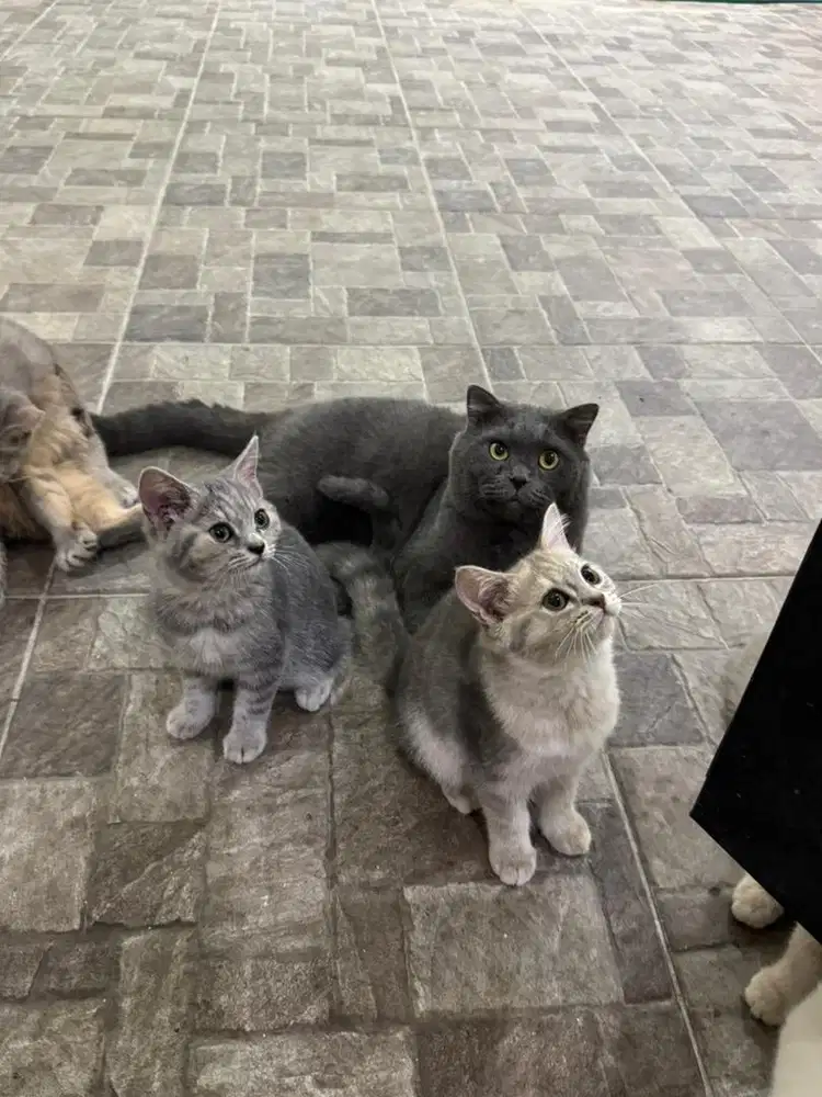 Open adopt BSH kitten usia 3,5 bulan