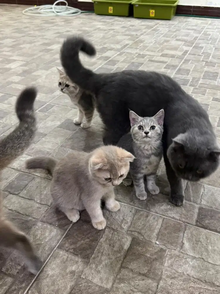 Open adopt BSH kitten usia 3,5 bulan