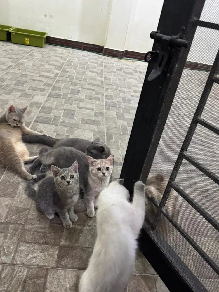 Open adopt BSH kitten usia 3,5 bulan