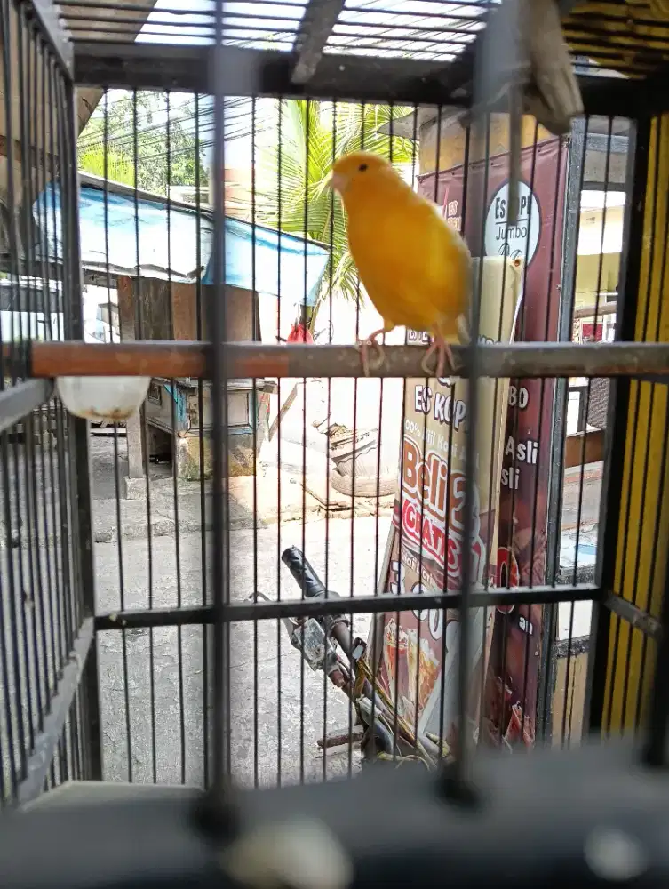 Kenari af warna cerah