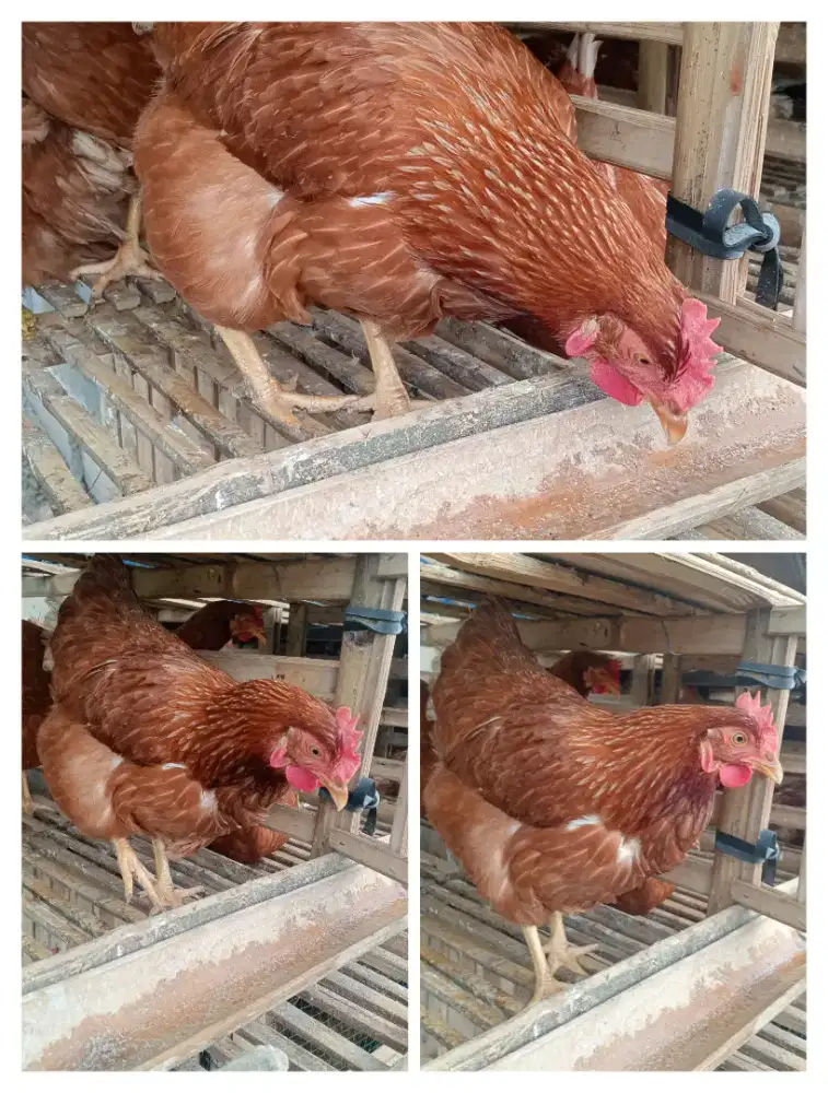 ayam petelur lok Bogor kota umur 23-24