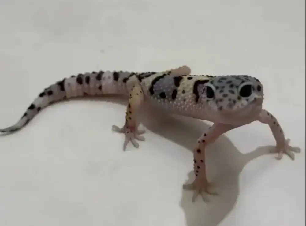 Leopard Gecko Macksnow Eclipse