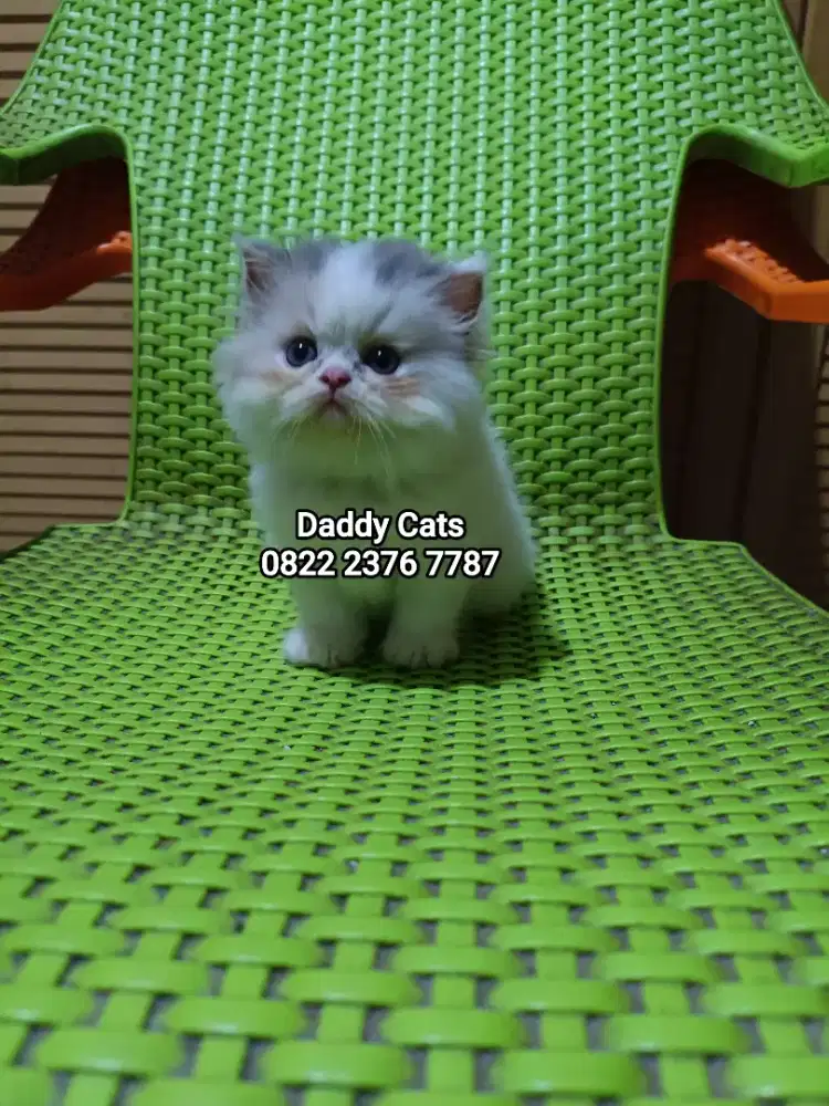 Kitten Persian 3 Warna Betina
