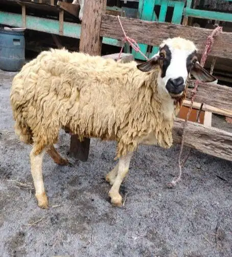 domba qurban betinaan 30kilo siap hewan kurban murmer ekonomisan 1 thn