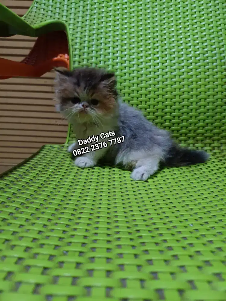 Kitten Peaknose Betina 3 Warna Unik,Kepala & Ekor Cerah, Badan Dilute