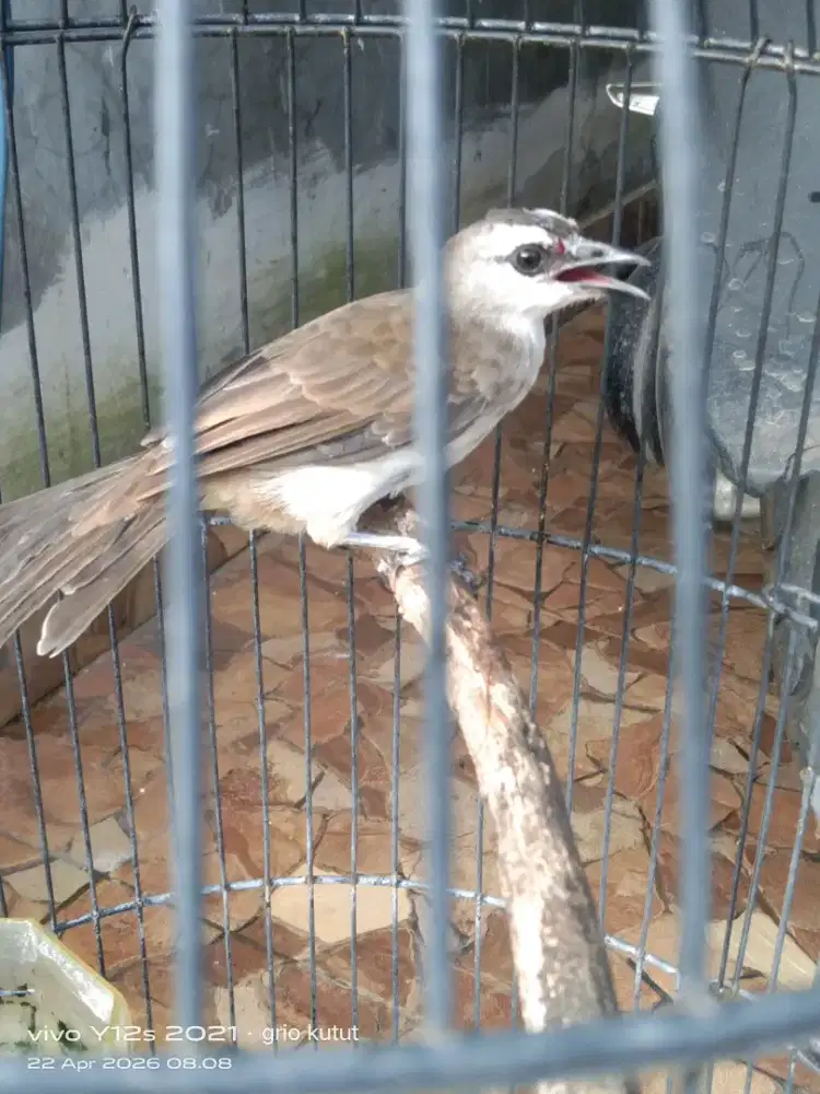 cocokan mulai rajin pantat agak putih