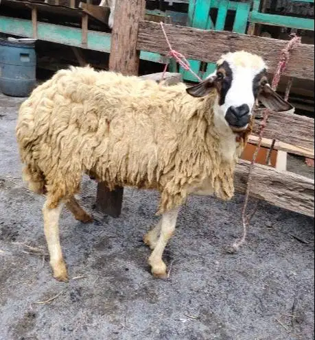 domba betina qurban 30kiloan siap kurban hemat ekonomisan 1 tahunan ok