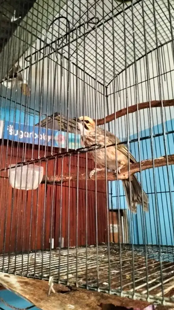 Cucak rowo jantan dna gacor