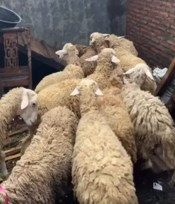 domba qurban betina superan 30-50kiloan siap kurban ekonomisan murmer