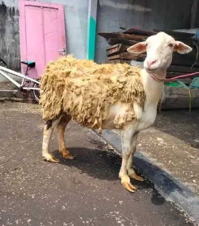 domba qurban betinaan 30-50kiloan murmer ekonomisan siap kurban 2026