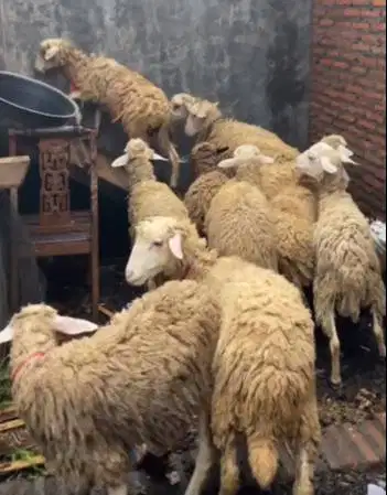domba qurban betinaan 30-50kiloan murmer ekonomisan siap kurban 2026