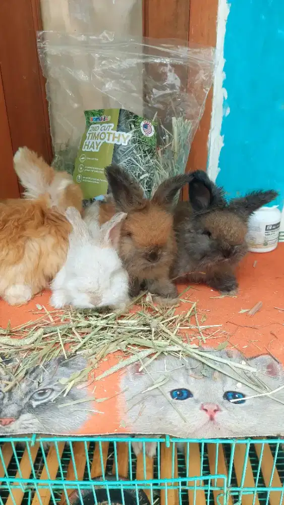 Kelinci English Anggora