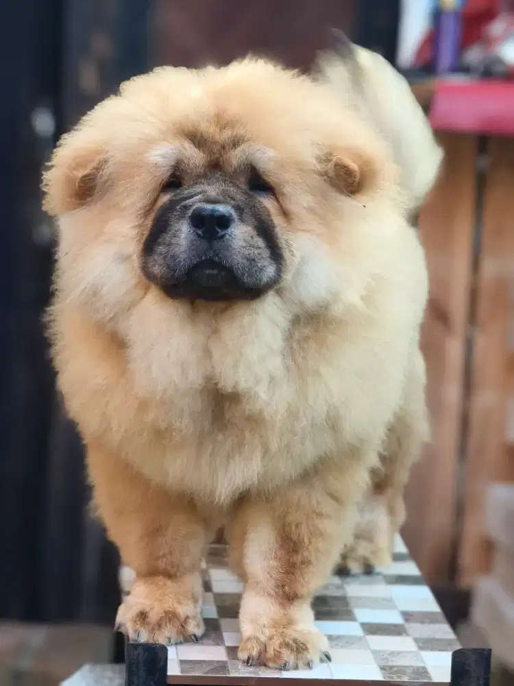 Chow-chow 5 bulan jantan