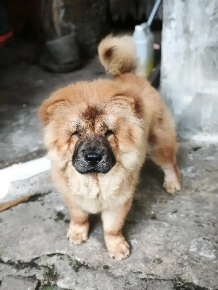 Chow-chow betina 5 bulan