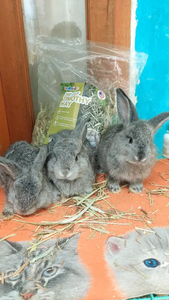 Kelinci hias silangan HL&EA