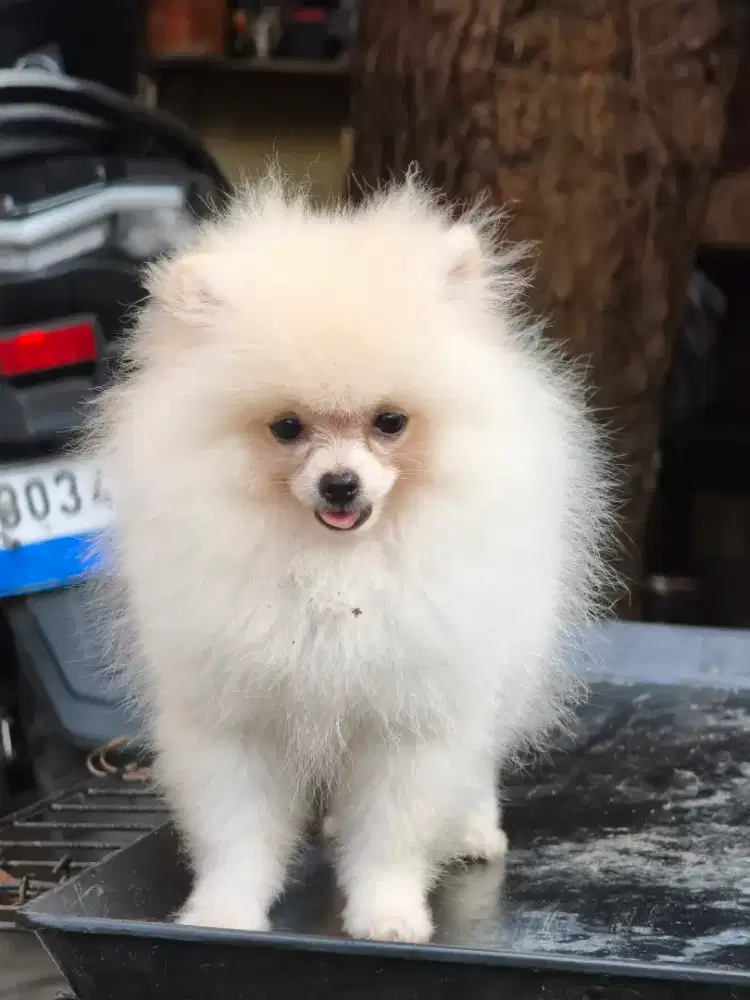 Minipom Pomeranian jantan 3 bulan