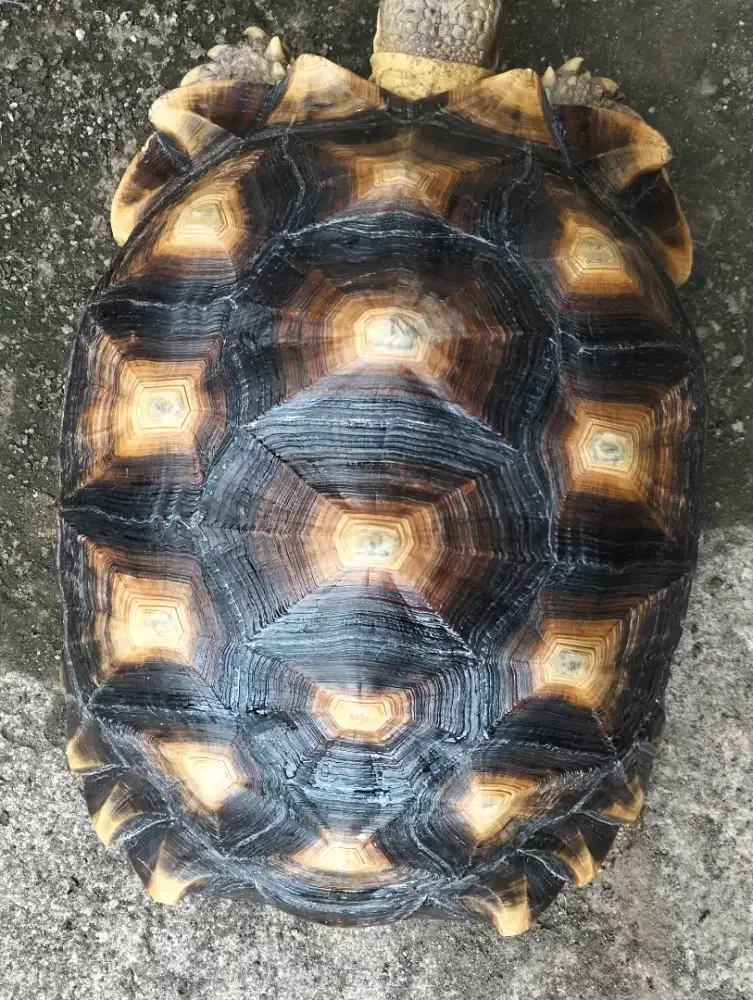 Sulcata betina 43cm