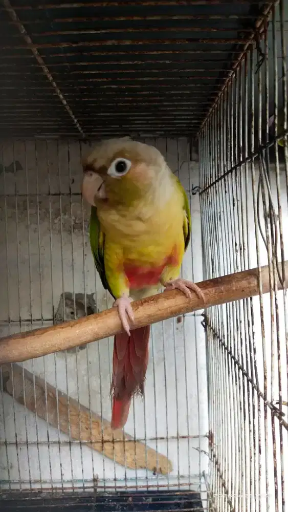 Pineapple conure sun connure falk