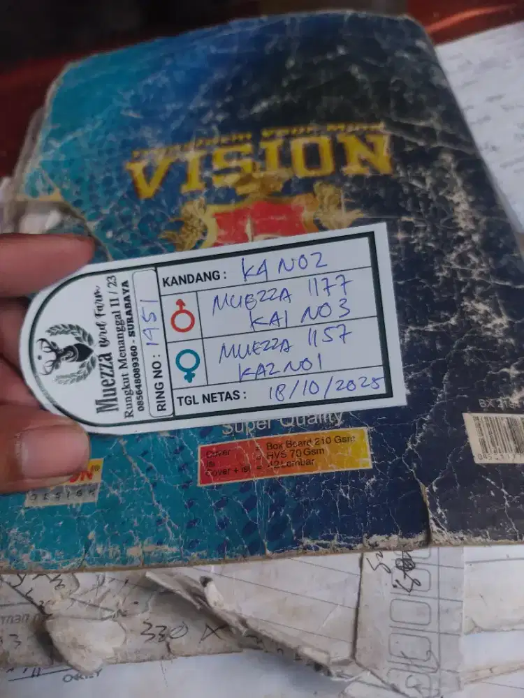 Perkutut bangkok MUEZZA BF