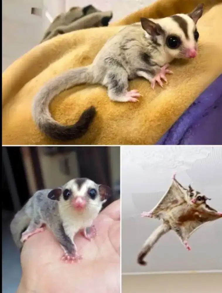 Tersedia berbagai jenis sugar glider, sehat dan terawat.