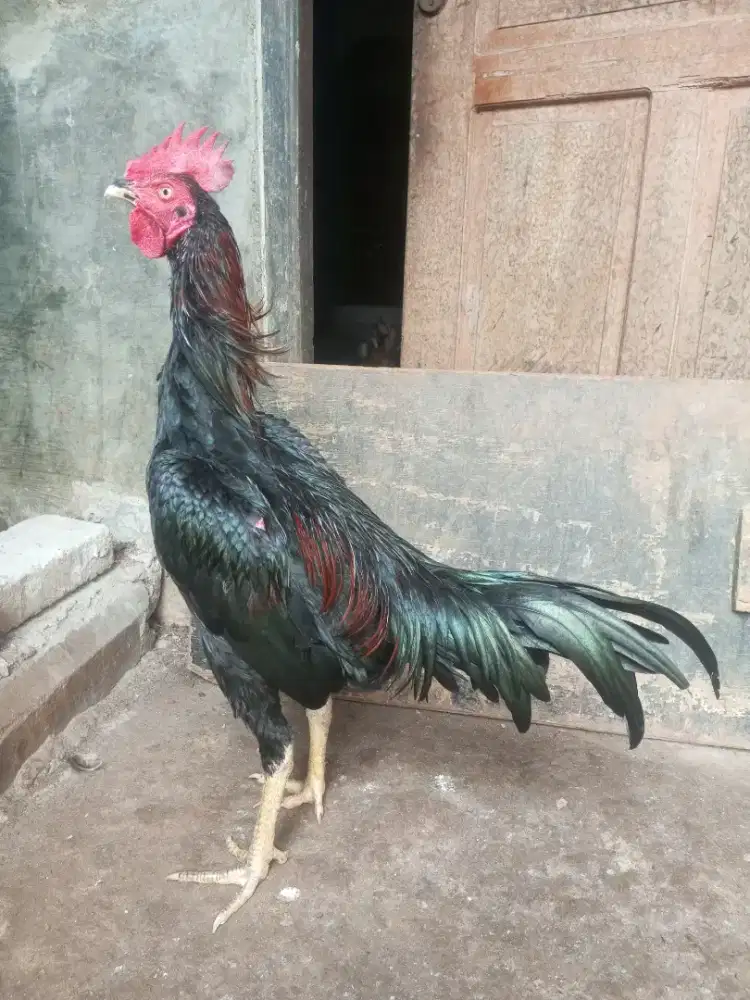 ayam bangkok pakhoy jengger lembe/wilah