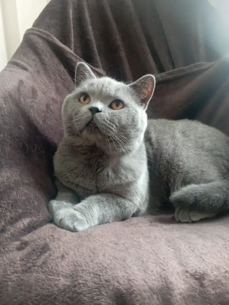Kucing British shorthair jantan