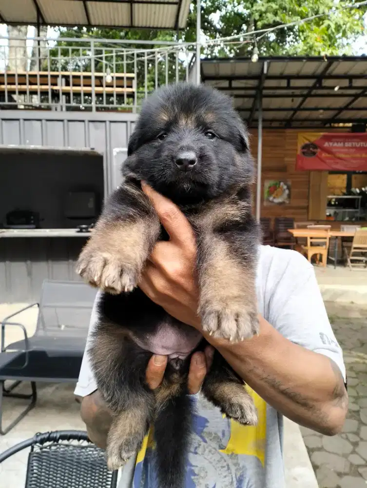 Anakan herder import