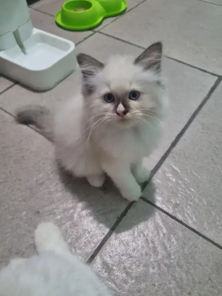 kucing ragdoll umur 2 bulan jantan dan betina, aktif,sehat lincah.