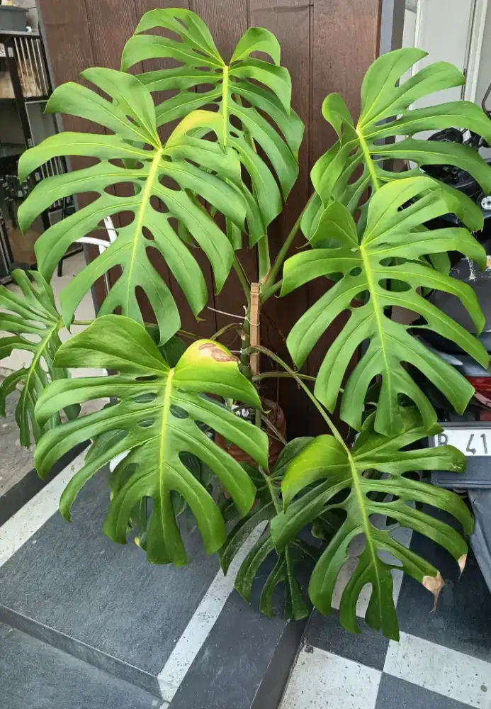 Monstera jumbo 13 Daun