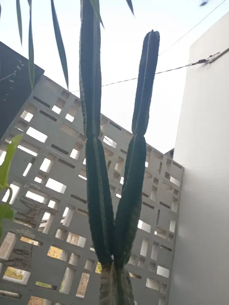 Kaktus koboi jumbo, bisa full atau potongan