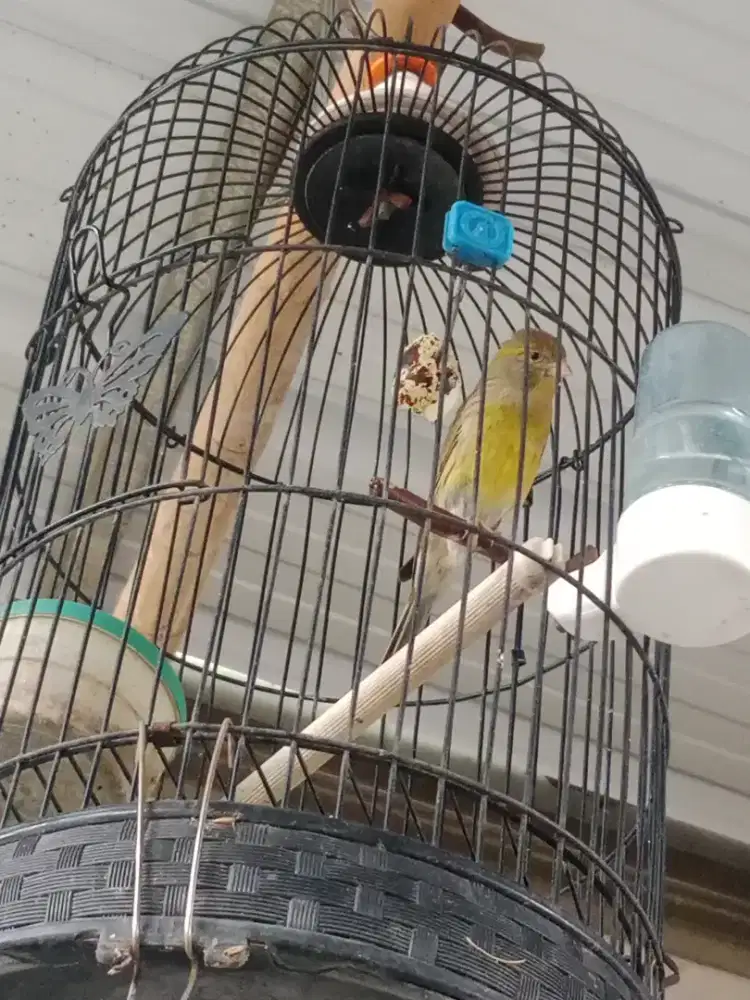 burung kenari wanita