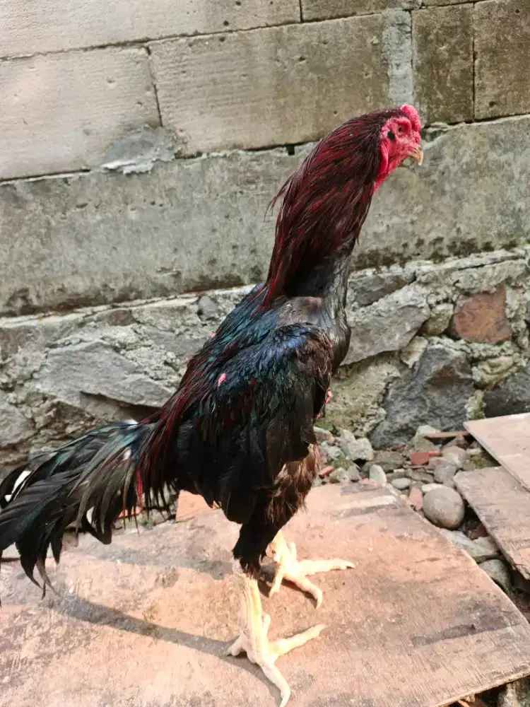 Dijual cepat ayam jago bangkok