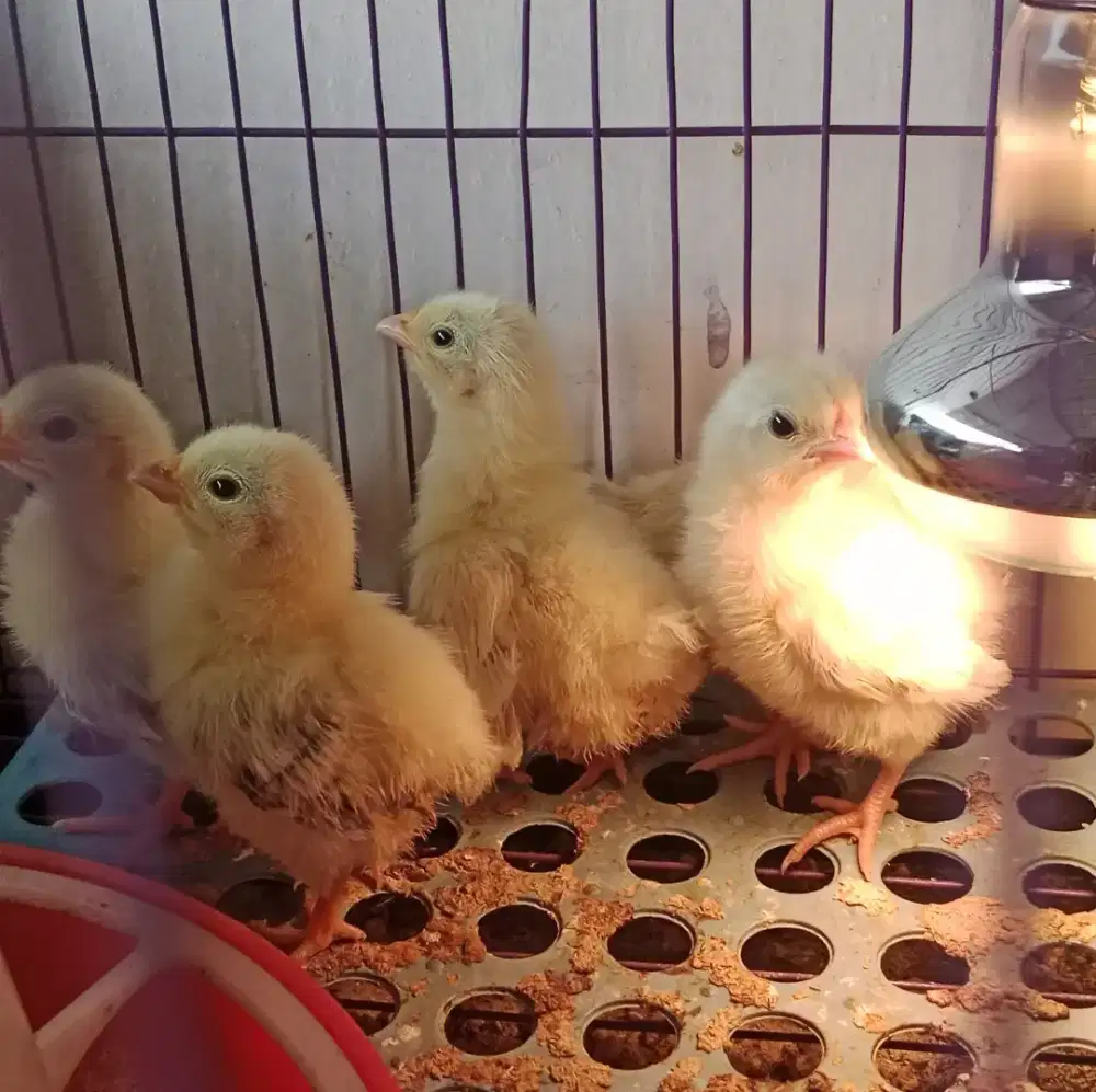 Anakan Ayam kate chabo walik | ayam hias chabo walik | black tail