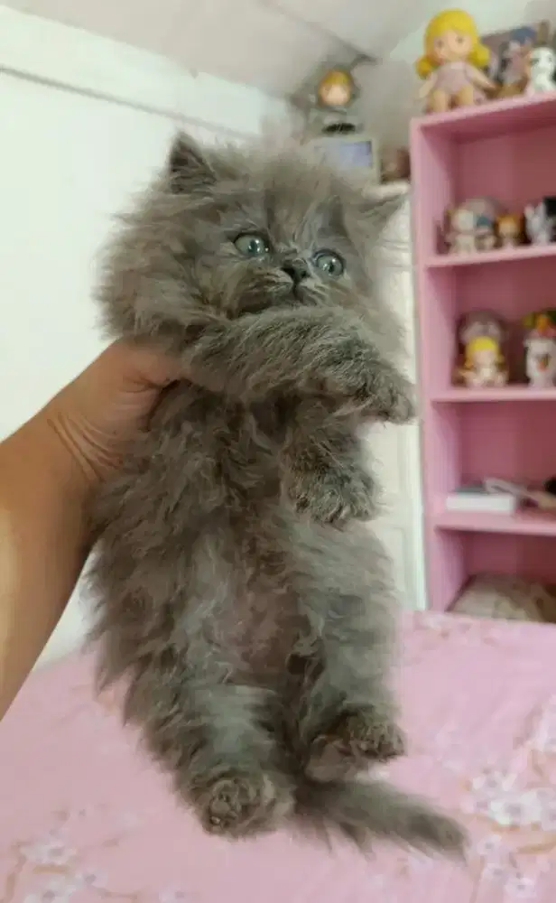 Kucing jantan full abu