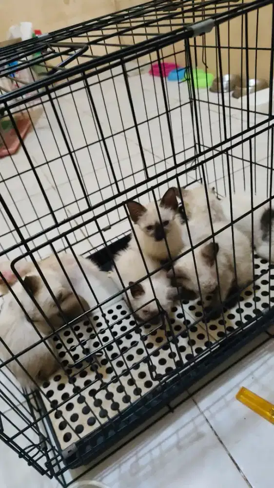 Anakan Kucing himalaya X siamese
