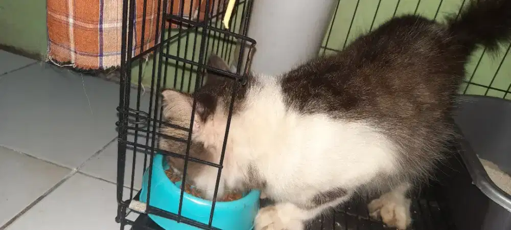 JUAL KUCING RAS ANGGORA